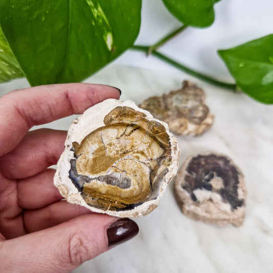 Versteinertes Holz Mini Platte