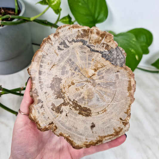 Versteinertes Holz