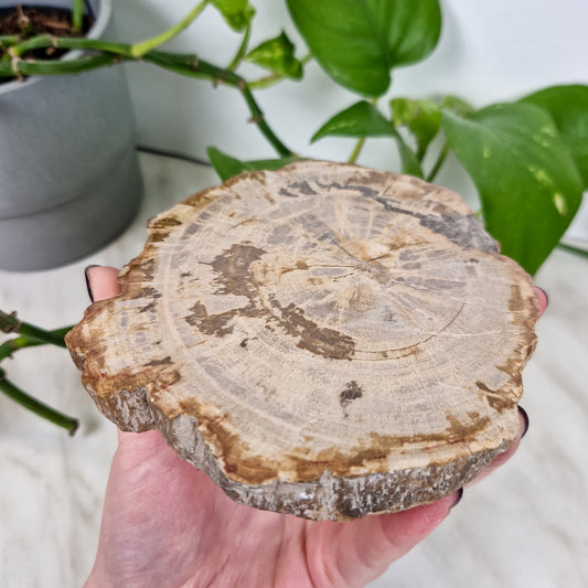 Versteinertes Holz